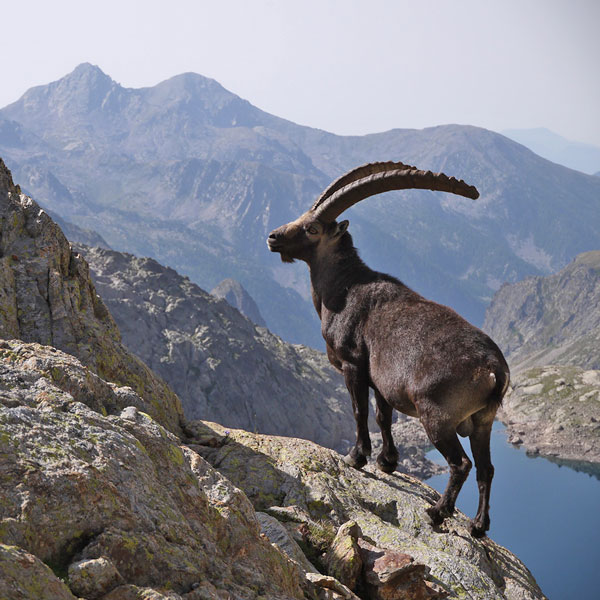 Travers&eacute;e du G&eacute;las - Bouquetin
