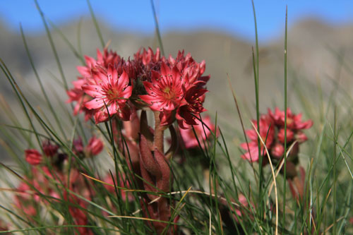 travers&eacute;e du g&eacute;las - joubarbes
